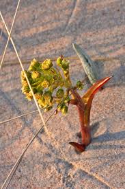 Attēlu rezultāti vaicājumam “Petasites spurius”