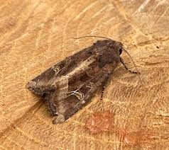 Attēlu rezultāti vaicājumam “Celaena leucostigma”