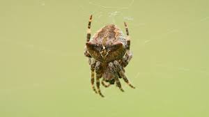 Attēlu rezultāti vaicājumam “Gibbaranea gibbosa”