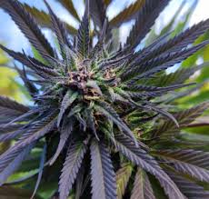 Image result for Harlequin Gc