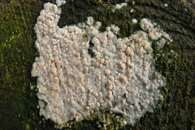 Attēlu rezultāti vaicājumam “Radulomyces confluens”