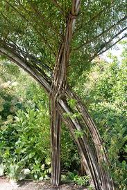 Attēlu rezultāti vaicājumam “Salix triandra”