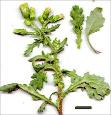 Attēlu rezultāti vaicājumam “Senecio vulgaris flower”