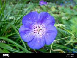 Image result for Geranium pratense