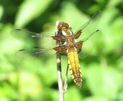 Attēlu rezultāti vaicājumam “Libellula depressa male”