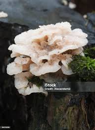 Attēlu rezultāti vaicājumam “Phlebia tremellosa”