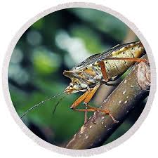 Attēlu rezultāti vaicājumam “Pentatoma rufipes”