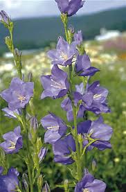 Attēlu rezultāti vaicājumam “Campanula persicifolia”