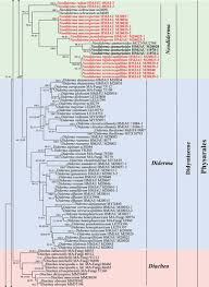 Attēlu rezultāti vaicājumam “Diderma hemisphaericum plasmodium”