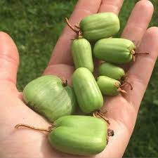 Attēlu rezultāti vaicājumam “Actinidia kolomikta fruit”
