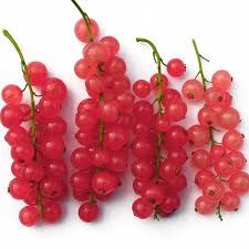 Attēlu rezultāti vaicājumam “Ribes rubrum fruit”