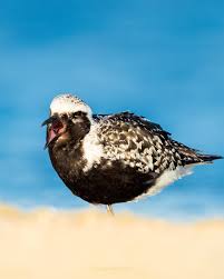 Attēlu rezultāti vaicājumam “Pluvialis squatarola adult”