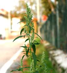 Image result for Chenopodium album