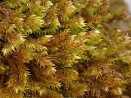 Attēlu rezultāti vaicājumam “Hygrohypnum luridum sporophyte”