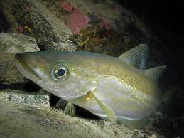 Image result for Pollachius pollachius