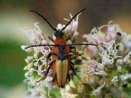 Attēlu rezultāti vaicājumam “Leptura rubra”