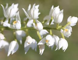 Attēlu rezultāti vaicājumam “Idaea emarginata”