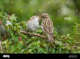 Attēlu rezultāti vaicājumam “Passer domesticus”