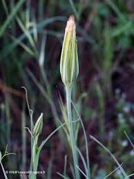 Image result for Tragopogon pratensis