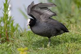 Attēlu rezultāti vaicājumam “Fulica atra”