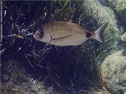 Image result for Diplodus sargus