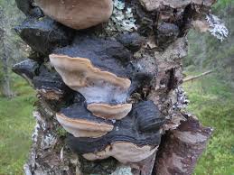 Attēlu rezultāti vaicājumam “Phellinus laevigatus”