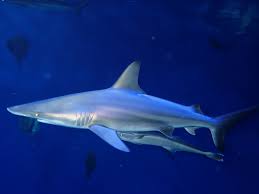 Image result for Carcharhinus limbatus