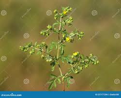Attēlu rezultāti vaicājumam “Potentilla supina leaf”