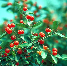 Attēlu rezultāti vaicājumam “Lonicera tatarica fruit”