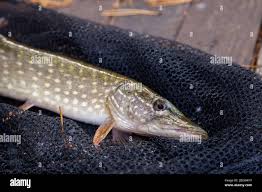 Image result for Esox lucius