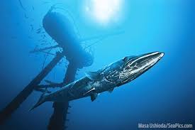 Image result for Dive Barracuda
