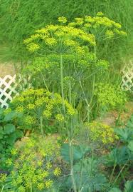 Attēlu rezultāti vaicājumam “Anethum graveolens leaf”