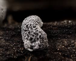 Attēlu rezultāti vaicājumam “Badhamia lilacina macro”