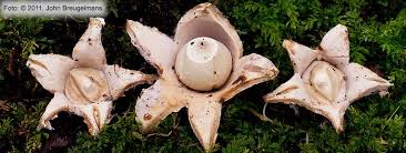 Attēlu rezultāti vaicājumam “Geastrum rufescens”