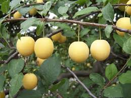 Attēlu rezultāti vaicājumam “Prunus domestica subsp. insitita fruit”