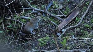 Attēlu rezultāti vaicājumam “Myodes glareolus”