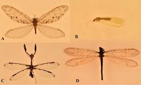 Attēlu rezultāti vaicājumam “Neuroptera”