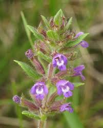 Attēlu rezultāti vaicājumam “Acinos arvensis leaf”