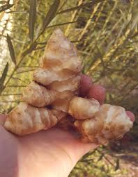 Attēlu rezultāti vaicājumam “Helianthus tuberosus”