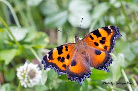 Attēlu rezultāti vaicājumam “Nymphalis xanthomelas”