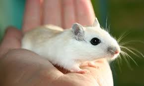 Image result for Gerbil