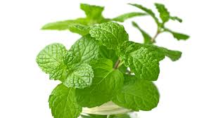 Attēlu rezultāti vaicājumam “Melissa officinalis leaf”