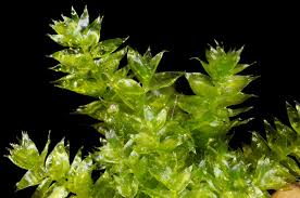 Attēlu rezultāti vaicājumam “Plagiothecium laetum”