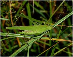 Attēlu rezultāti vaicājumam “Phaneroptera falcata”