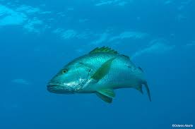 Image result for Lutjanus novemfasciatus