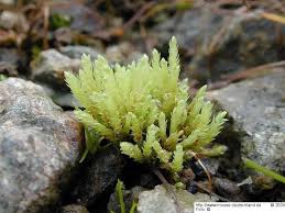 Attēlu rezultāti vaicājumam “Pohlia wahlenbergii”