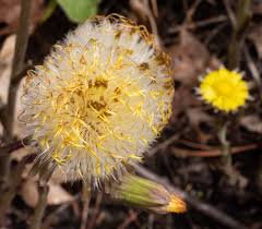 Attēlu rezultāti vaicājumam “Tussilago farfara”