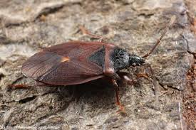 Attēlu rezultāti vaicājumam “Gastrodes grossipes”