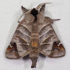 Attēlu rezultāti vaicājumam “Closterotomus biclavatus imago”