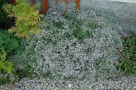 Attēlu rezultāti vaicājumam “Gypsophila paniculata flower”